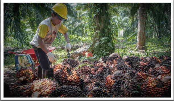 Smallholders In Traditional Palm Oil